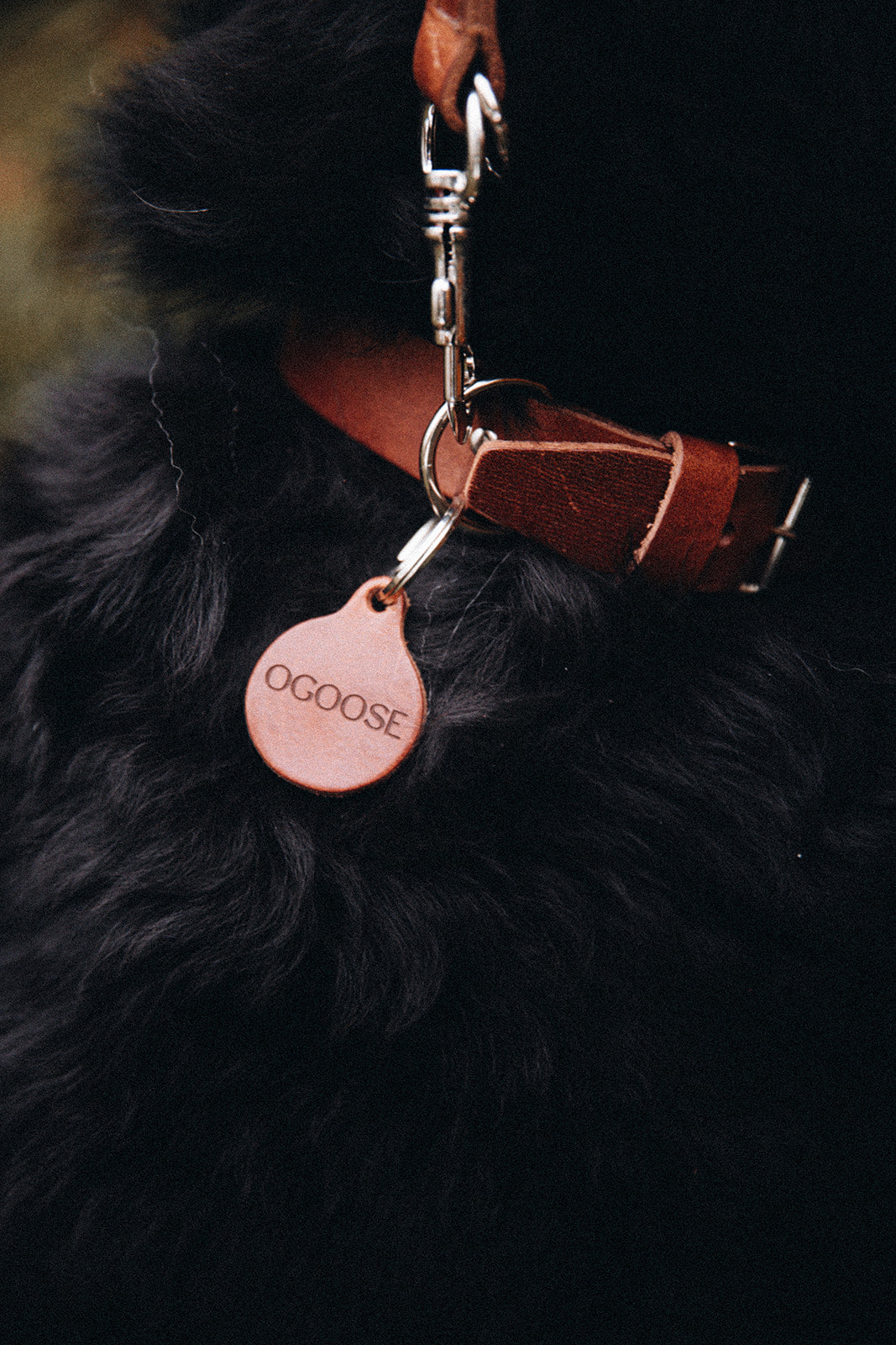 JOEY COLLAR